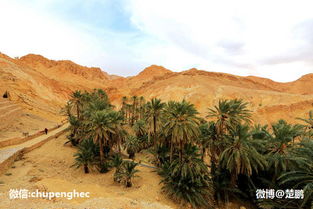 探秘沙漠绿洲- 人间仙境，生命之源
