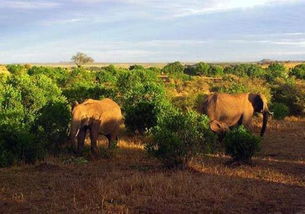 非洲大草原动物迁徙图片，动物迁徙的壮丽画卷