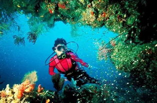 探秘海南潜水胜地，体验水下世界的魅力！